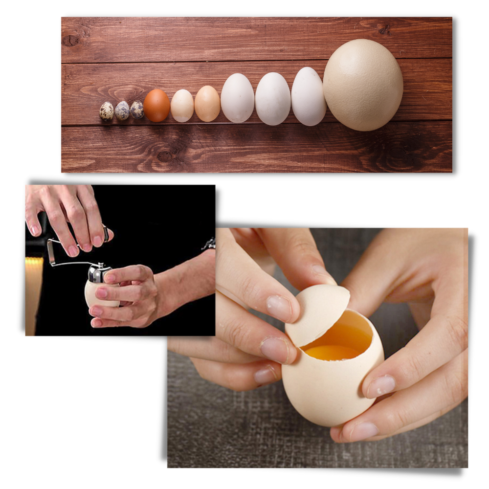 Eggshell Opener