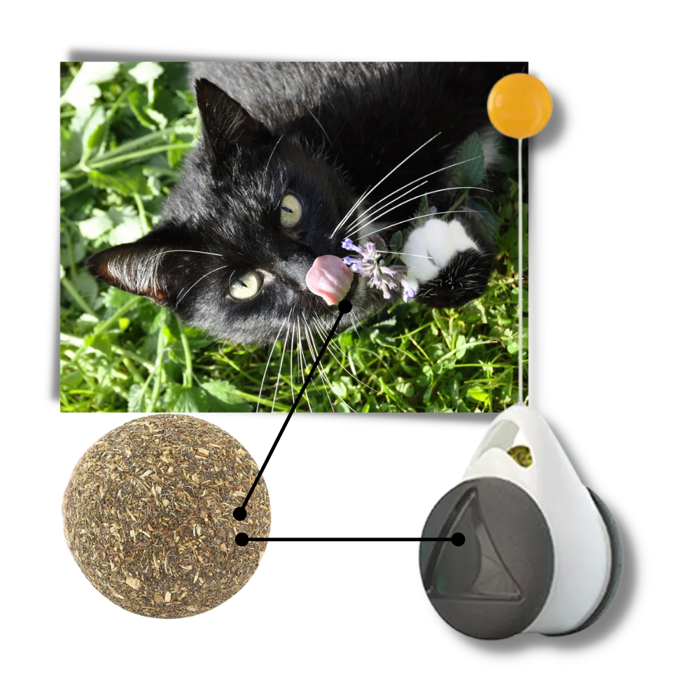 Interactive ball toy for cats