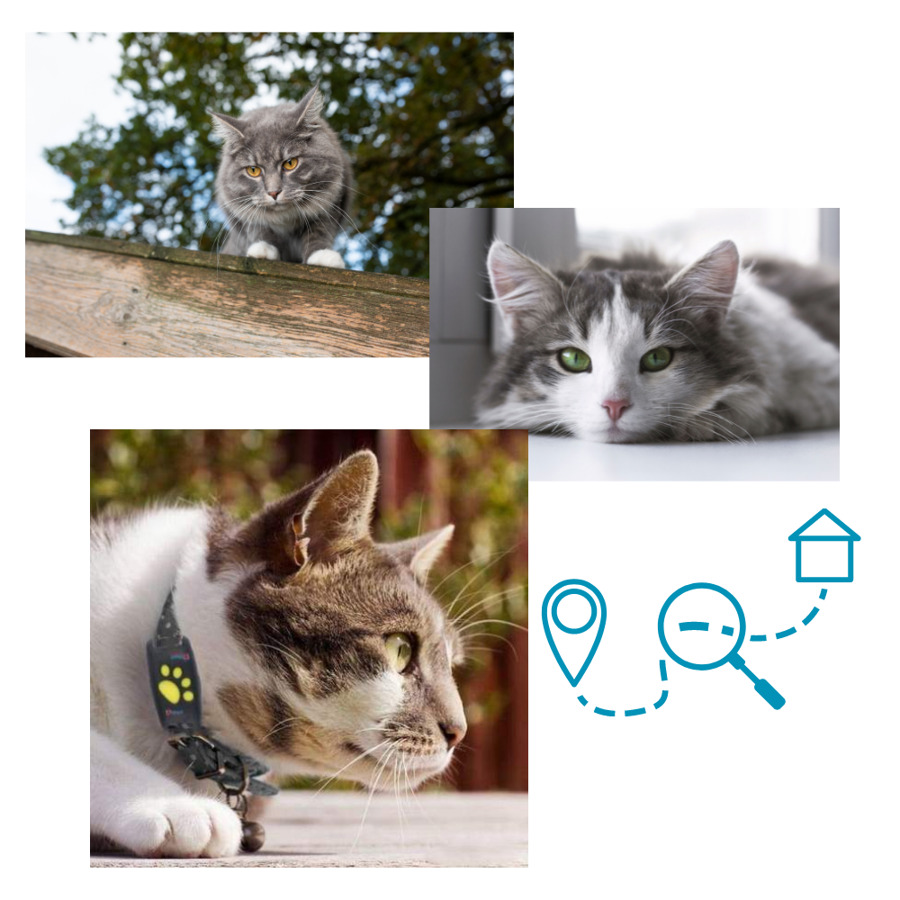 GPS Tracking Collar for Pets