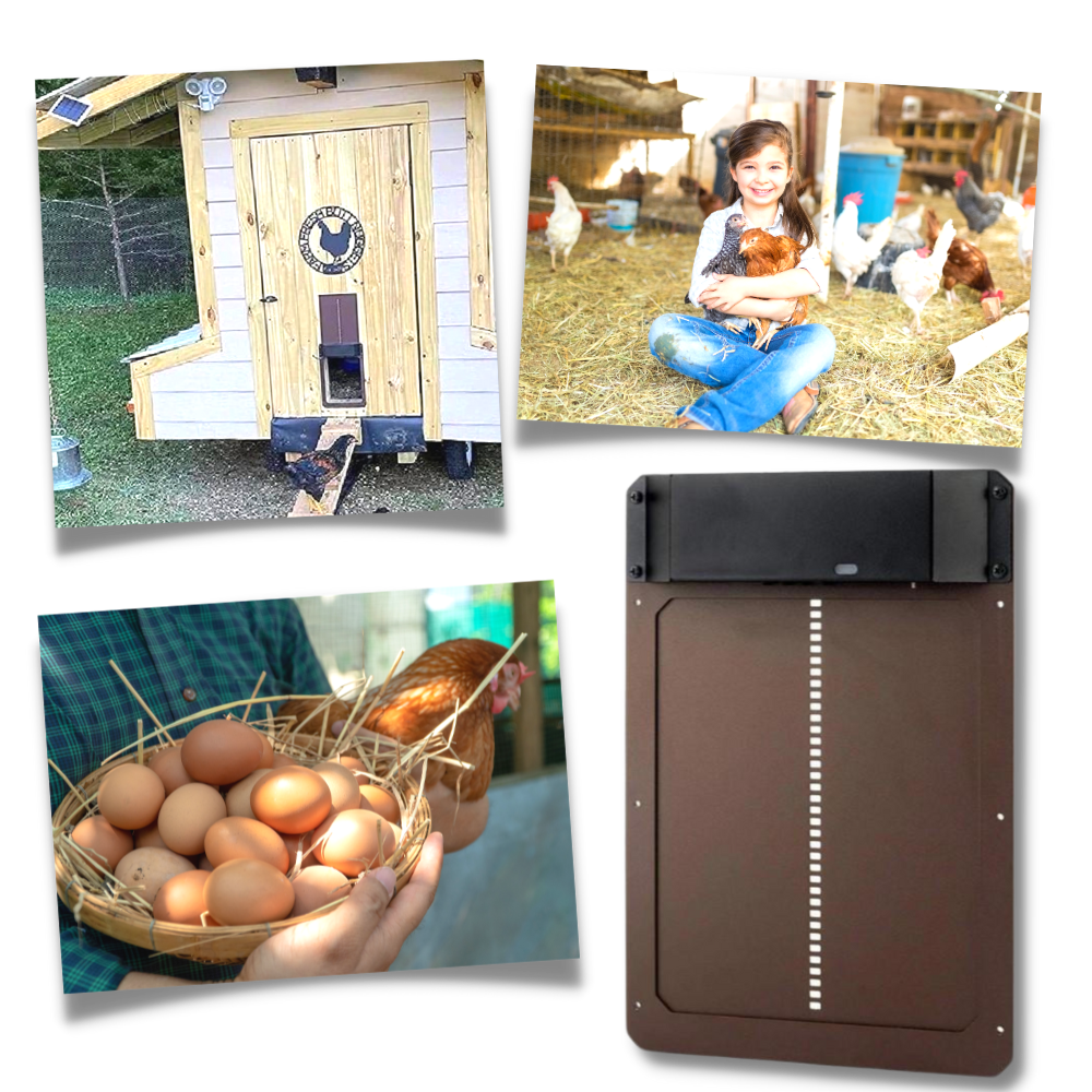 Automatic Chicken Coop Door - Ozerty